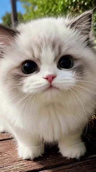 软萌可爱户外布偶小奶猫