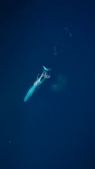 Mr.阿苗32-蔚蓝海蓝鲸