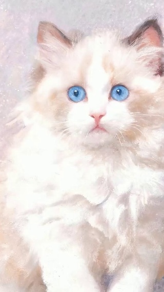 可爱猫咪