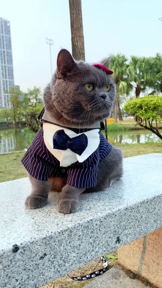小黑猫