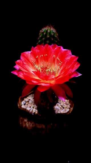 唯美花