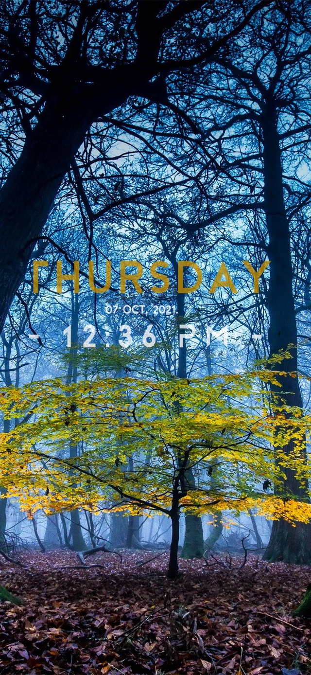 6K 超清【森林】带真实时间