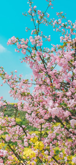 4K田园的樱花油菜花