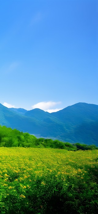 大自然风景绿色护眼竹林小屋山川