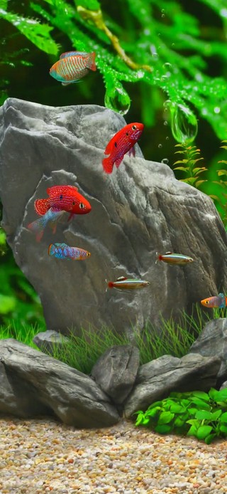 护眼水族馆