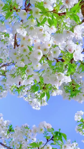 把春天藏进花里，等风来听