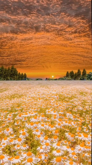 花海与落日