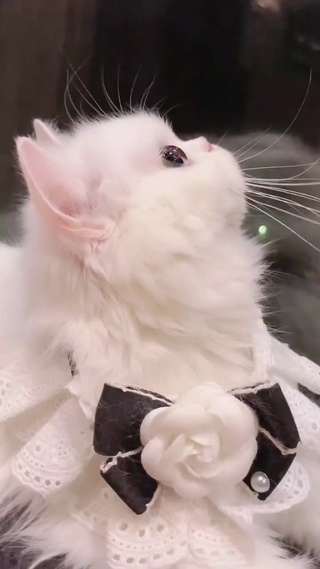 高颜值小猫咪