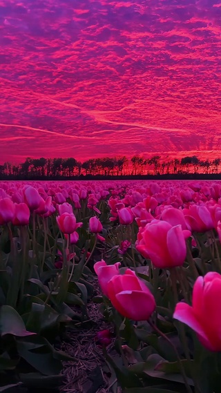 浪漫的郁金香花海