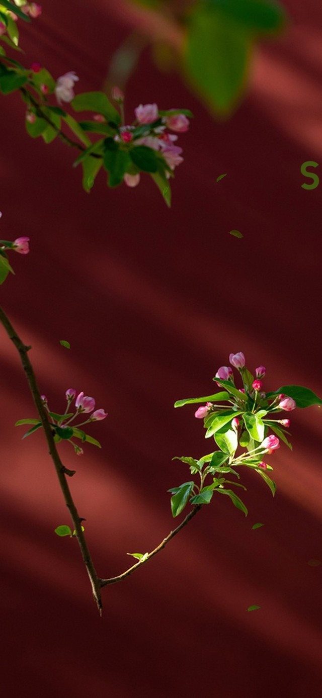 唯美治愈春天的气息