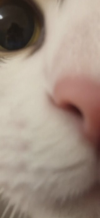 让我看看谁在偷看我电脑