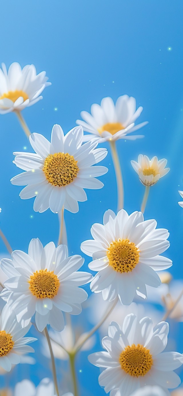 清新护眼小雏菊