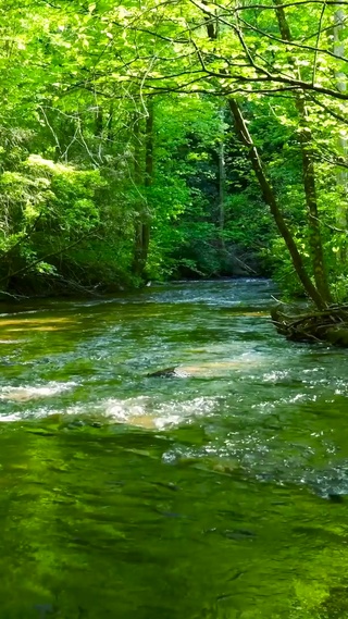 护眼绿林溪流 