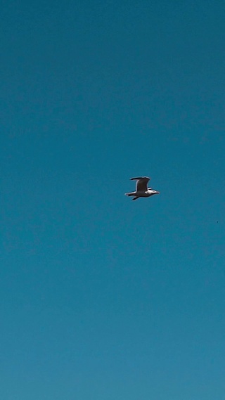 4K 高清 海鸥飞过蓝色天空