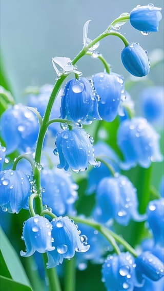 铃兰花