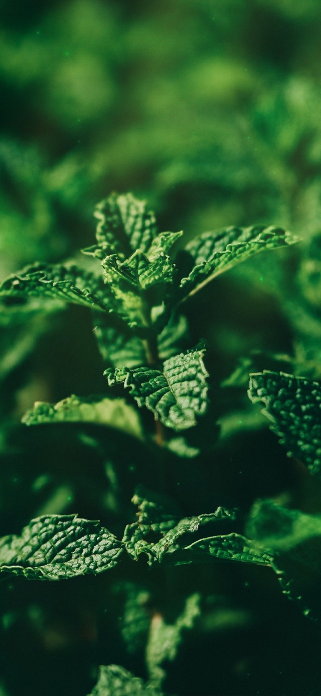 唯美治愈护眼绿叶