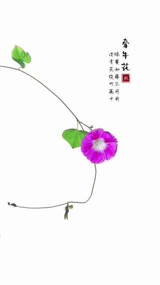 牵牛花