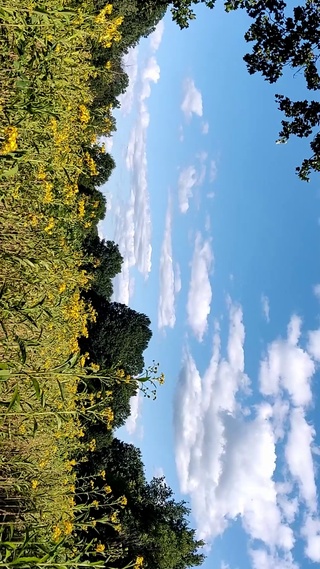 绿色自然护眼风景