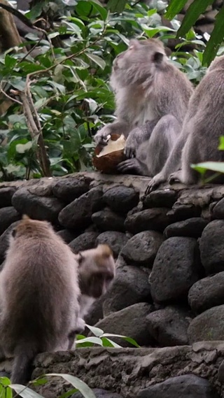 4K 高清 森林小憩的猴群