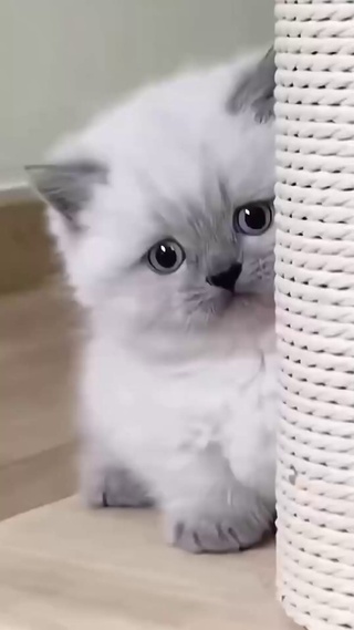 偷偷看你的小猫_1