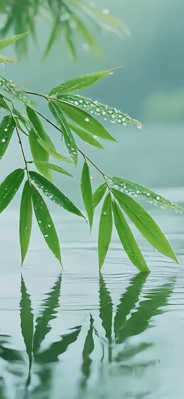 下雨湖面竹子