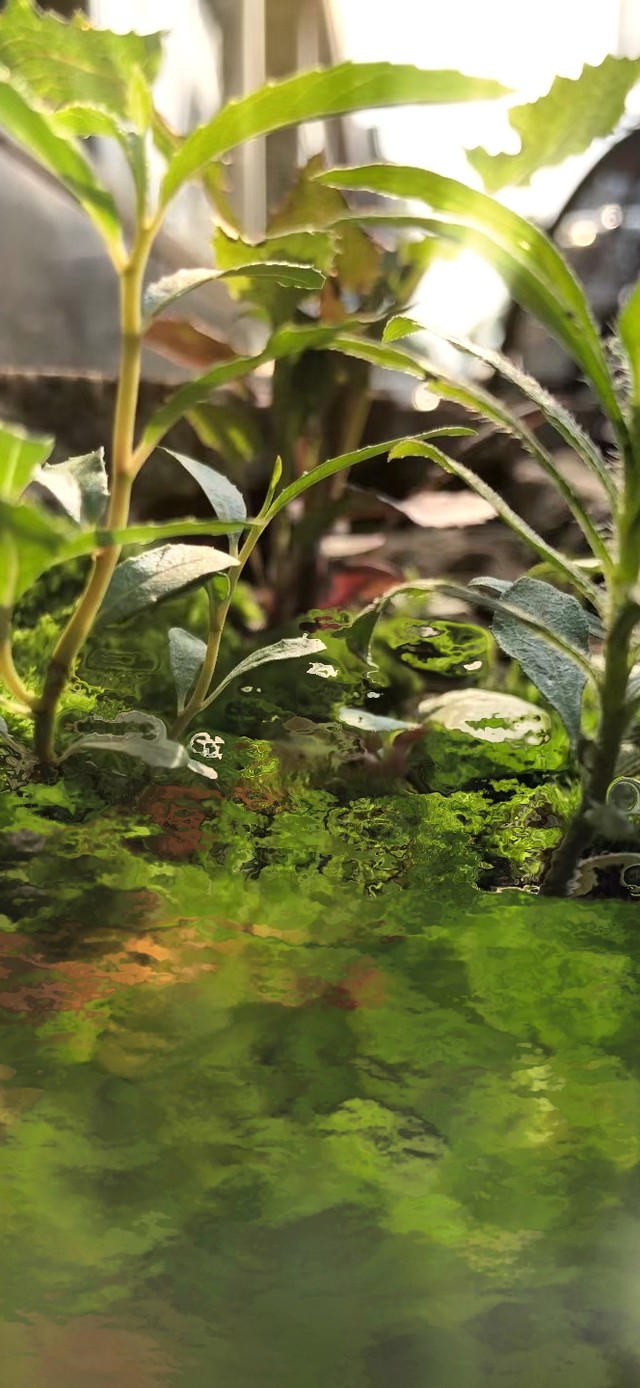 似水的微景观very good