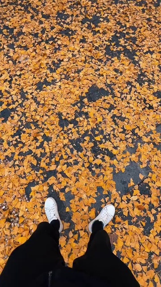 秋天的枫树枫叶