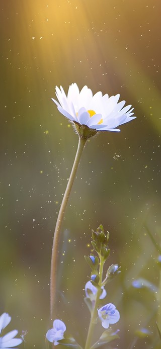 唯美治愈阳光小雏菊
