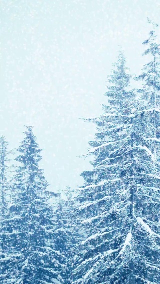 森林暴雪