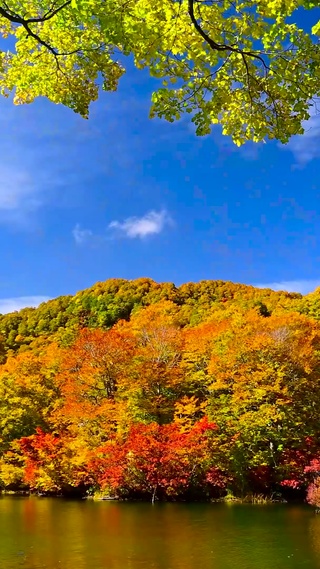 蓝天红叶秋林湖