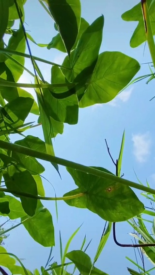 随波逐流