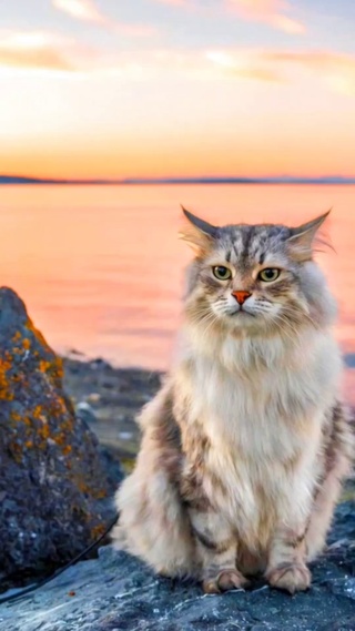 猫咪