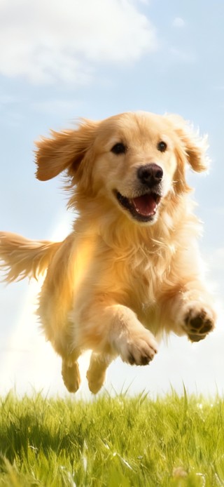 欢乐奔跑的大金毛