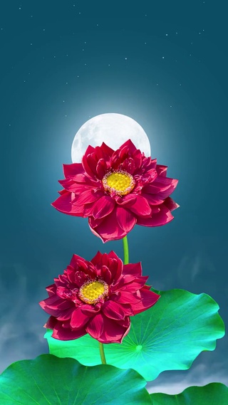 荷花1