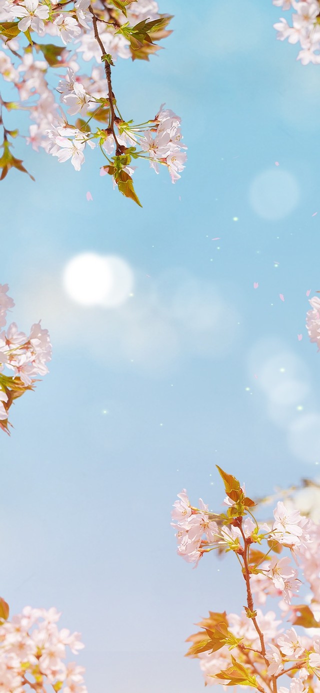 唯美治愈春天的樱花