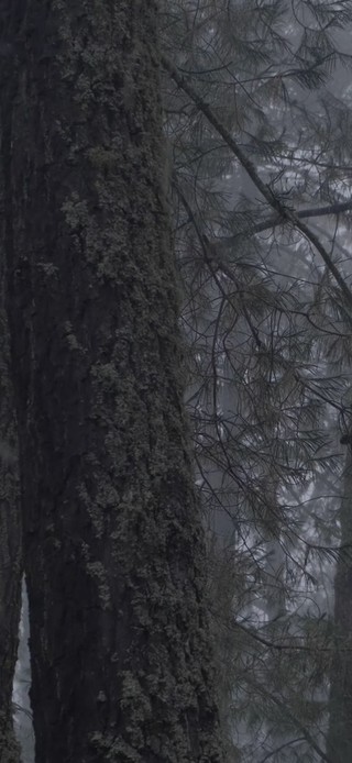 雨中密林 | 安静清新