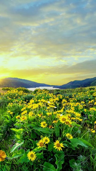 治愈花海