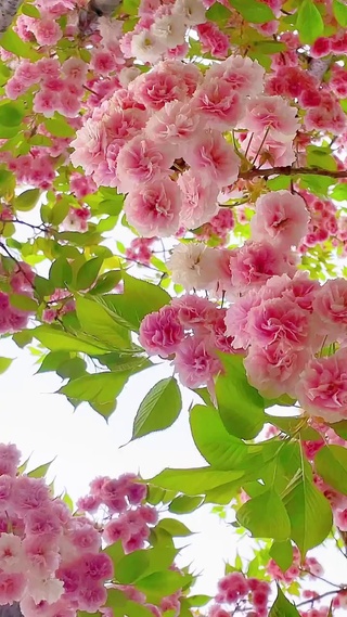 与你不负花期