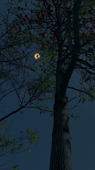 月亮枕在树枝