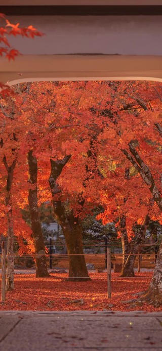 4k唯美秋叶飘落后院