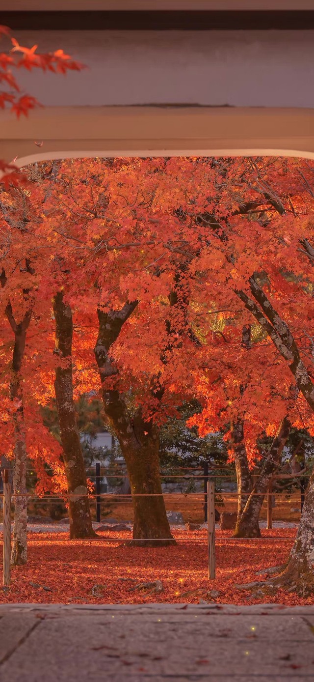 4k唯美秋叶飘落后院