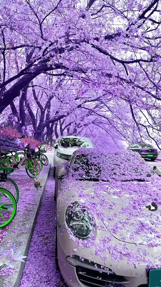 浪漫紫色花车