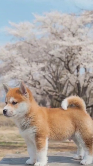 动物