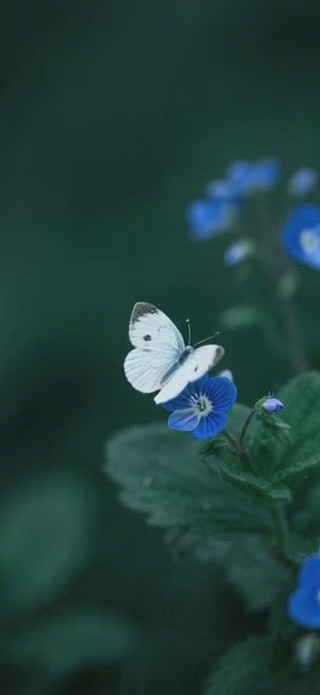 紫色小花