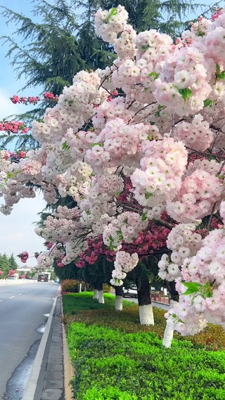 樱花树