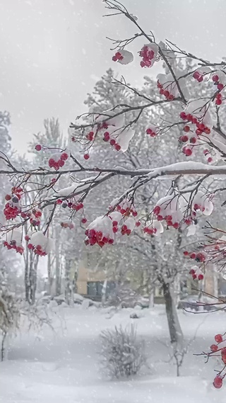 雪天大树