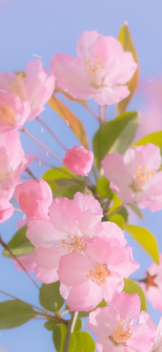 唯美春天樱花盛开