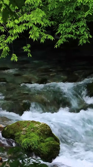 4k森林溪流