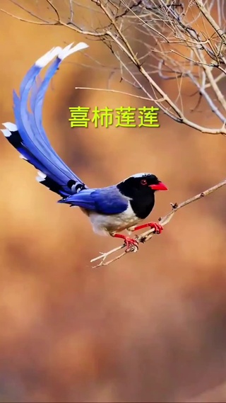 喜柿连连