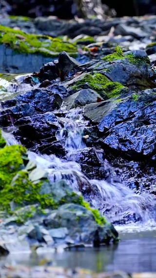 4k苔藓溪流